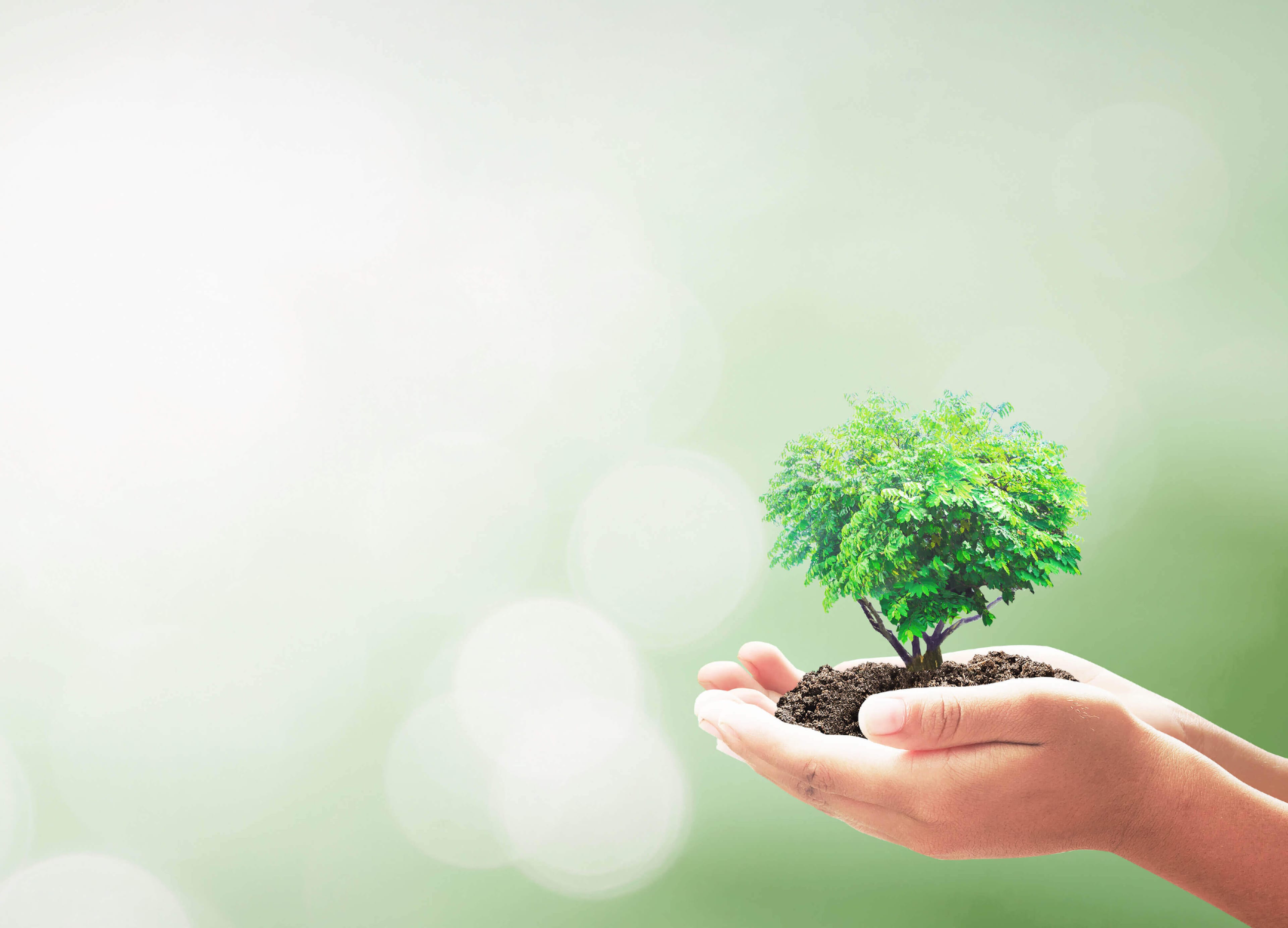 Nachhaltig Baum_tiny.jpg